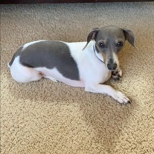 Meet your Posher, Sophia